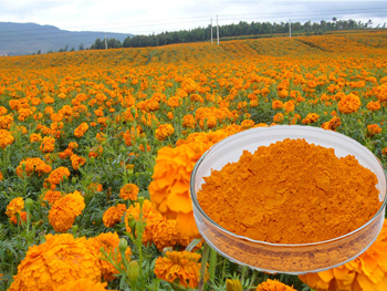 What Does Lutein Do For Your Body